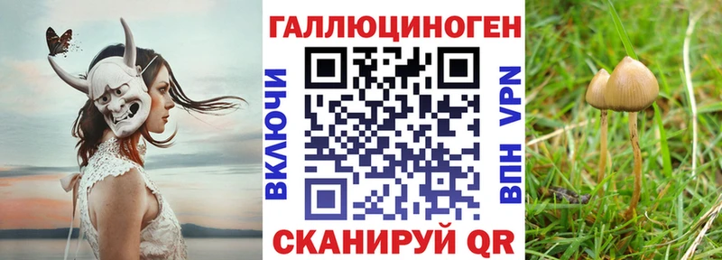 площадка состав  Щучье  Псилоцибиновые грибы Psilocybine cubensis 